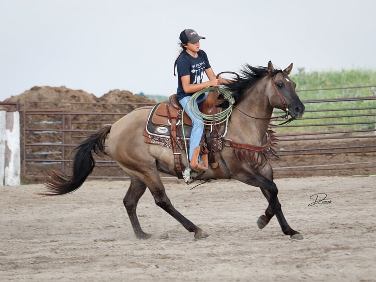 Poni cuarto de milla Yegua 6 años 142 cm Grullo in Thedford, NE