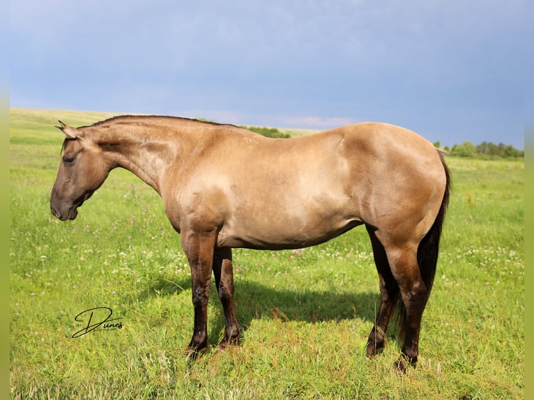 Poni cuarto de milla Yegua 6 años 142 cm Grullo in Thedford, NE