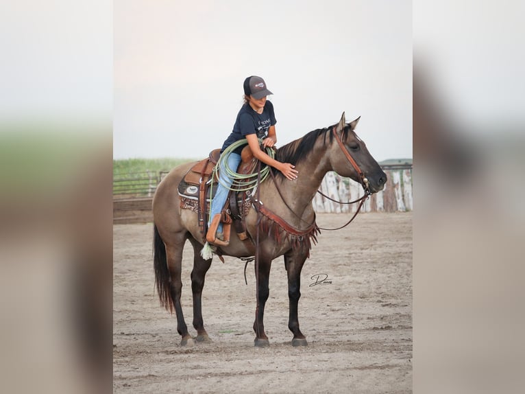 Poni cuarto de milla Yegua 6 años 142 cm Grullo in Thedford, NE