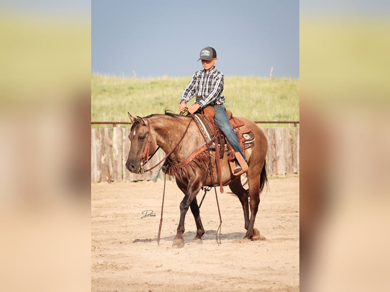 Poni cuarto de milla Yegua 6 años 142 cm Grullo in Thedford, NE