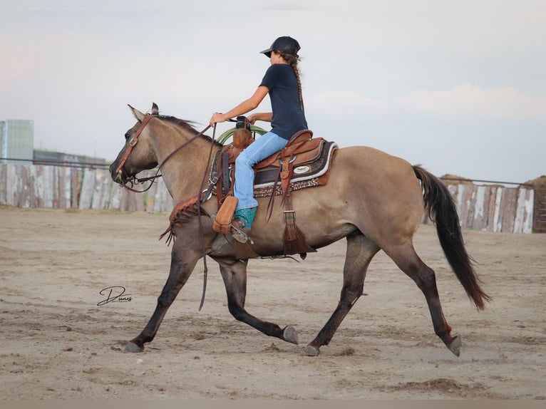 Poni cuarto de milla Yegua 6 años 142 cm Grullo in Thedford, NE