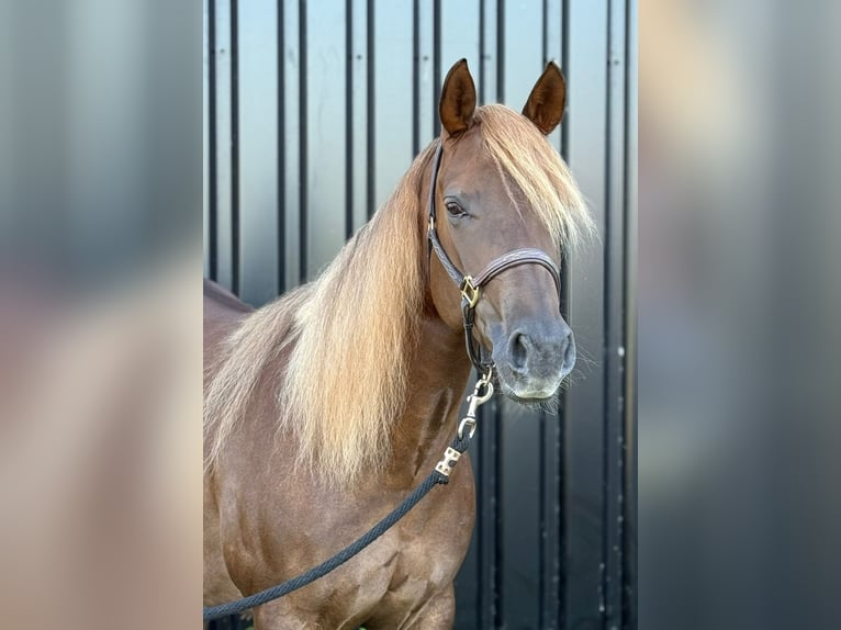Poni cuarto de milla Yegua 6 años 145 cm Alazán-tostado in Moordrecht