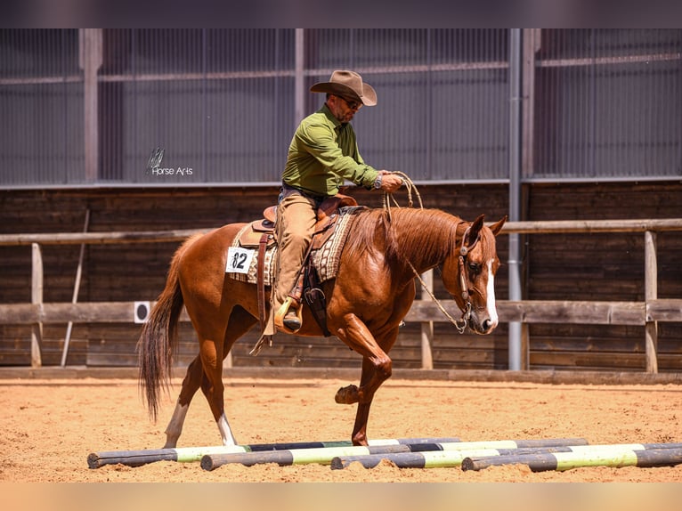 Poni cuarto de milla Yegua 6 años 152 cm Alazán in Reichertshofen