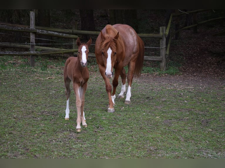 Poni cuarto de milla Yegua 6 años 152 cm Alazán in Reichertshofen
