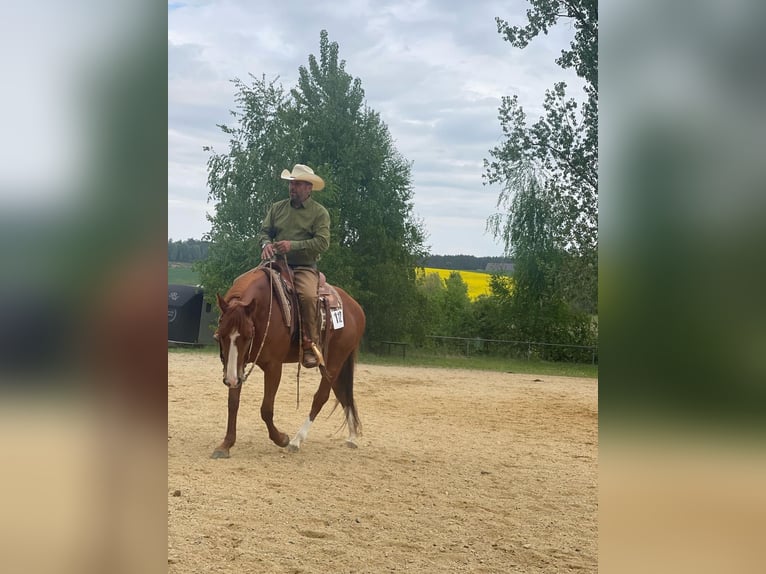 Poni cuarto de milla Yegua 6 años 152 cm Alazán in Reichertshofen
