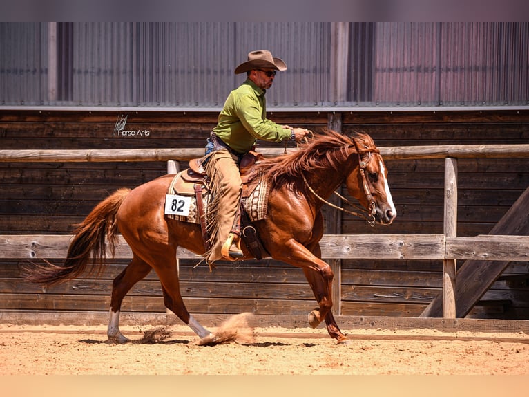 Poni cuarto de milla Yegua 6 años 152 cm Alazán in Reichertshofen