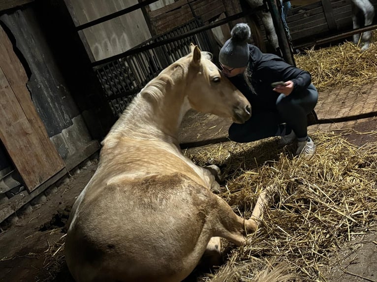 Poni cuarto de milla Mestizo Yegua 6 años 153 cm Palomino in Zülpich