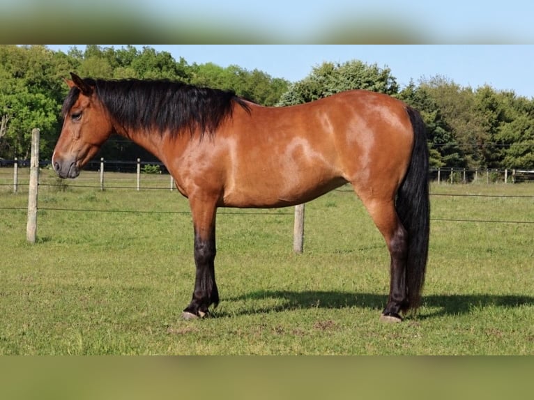 Poni cuarto de milla Yegua 6 años Castaño rojizo in Webberville