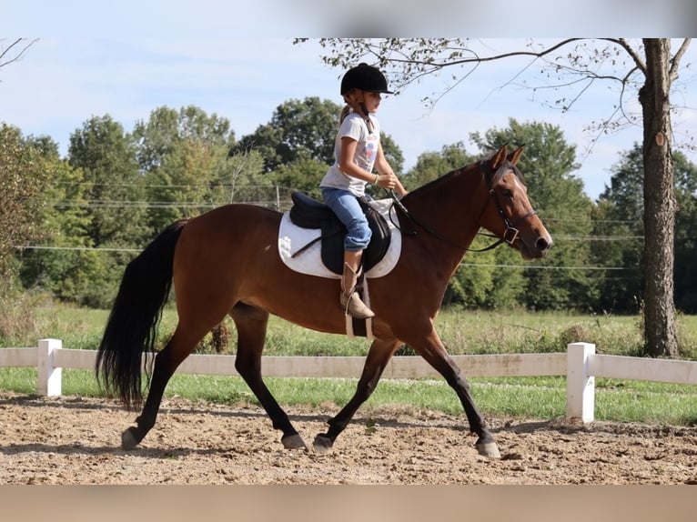 Poni cuarto de milla Yegua 6 años Castaño rojizo in Webberville