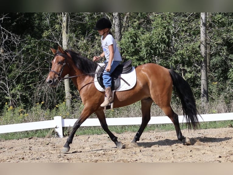Poni cuarto de milla Yegua 6 años Castaño rojizo in Webberville