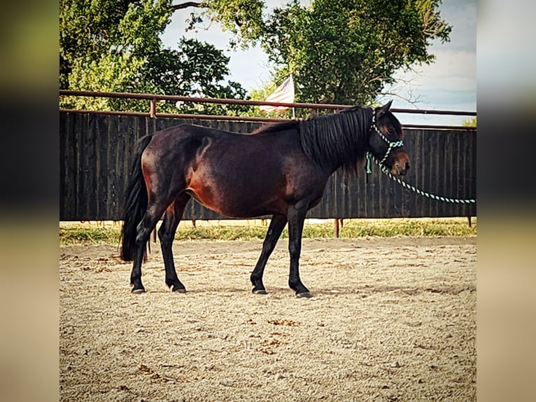 Poni cuarto de milla Mestizo Yegua 7 años 135 cm Castaño oscuro in Grand Island, NE