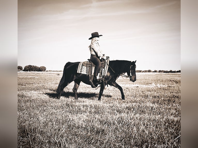 Poni cuarto de milla Mestizo Yegua 7 años 135 cm Castaño oscuro in Grand Island, NE