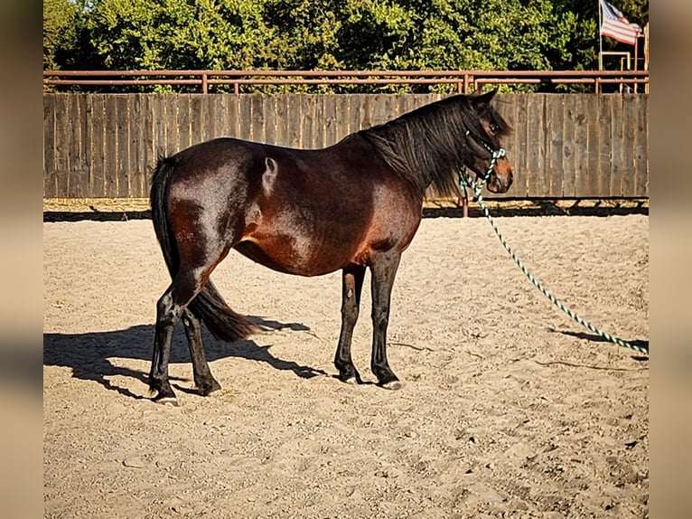 Poni cuarto de milla Mestizo Yegua 7 años 135 cm Castaño oscuro in Grand Island, NE