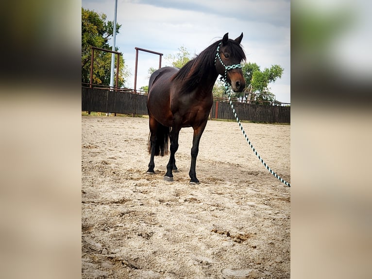 Poni cuarto de milla Mestizo Yegua 7 años 135 cm Castaño oscuro in Grand Island, NE