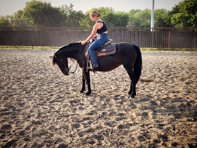 Poni cuarto de milla Mestizo Yegua 7 años 135 cm Castaño oscuro in Grand Island, NE