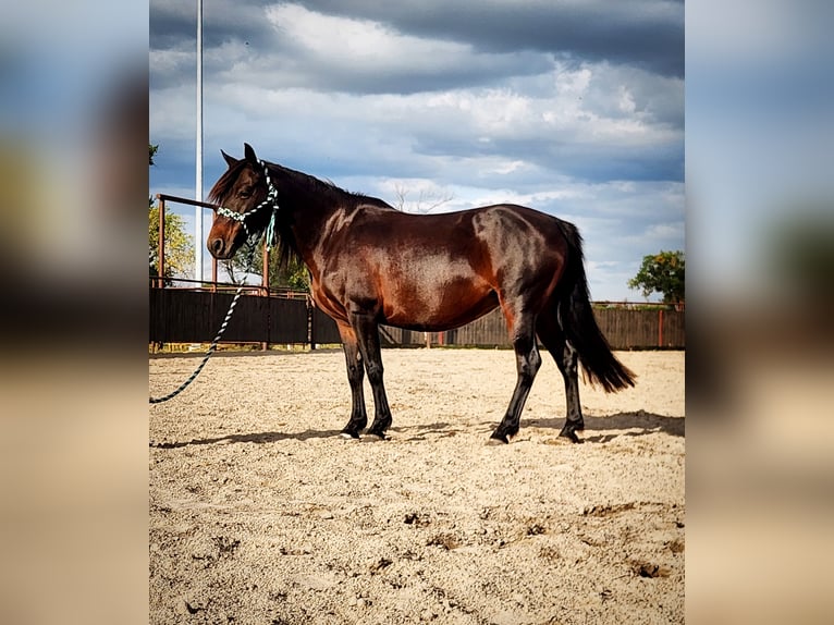 Poni cuarto de milla Mestizo Yegua 7 años 135 cm Castaño oscuro in Grand Island, NE