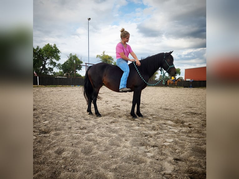 Poni cuarto de milla Mestizo Yegua 7 años 135 cm Castaño oscuro in Grand Island, NE