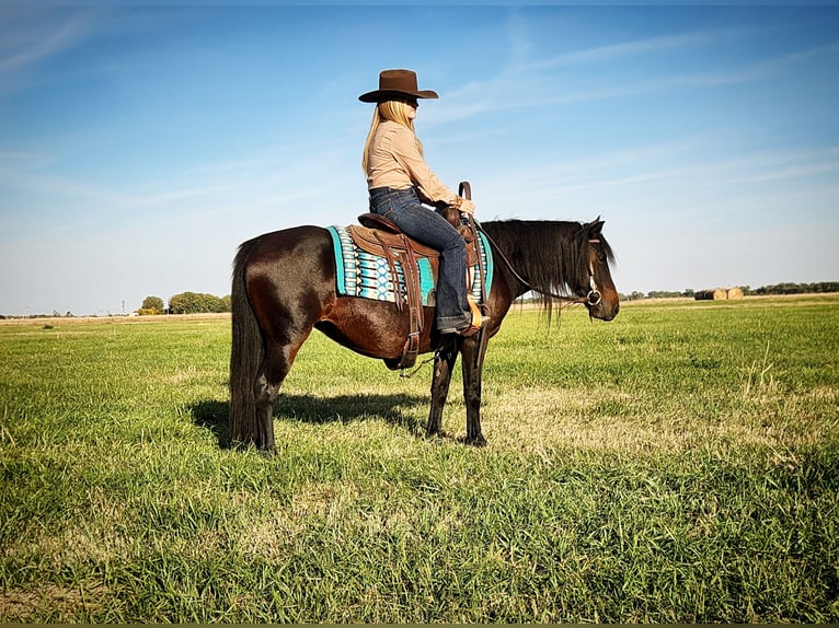 Poni cuarto de milla Mestizo Yegua 7 años 135 cm Castaño oscuro in Grand Island, NE