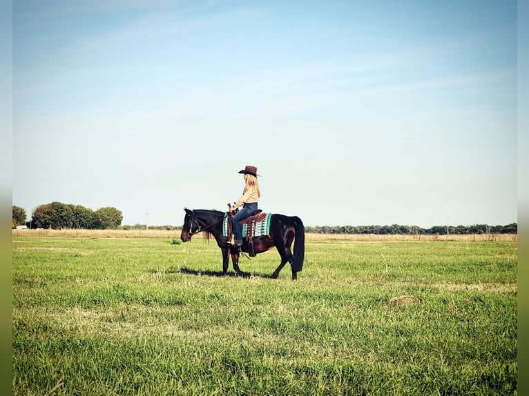 Poni cuarto de milla Mestizo Yegua 7 años 135 cm Castaño oscuro in Grand Island, NE