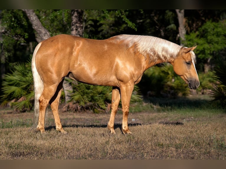 Poni cuarto de milla Yegua 7 años 137 cm Palomino in Crystal River, FL