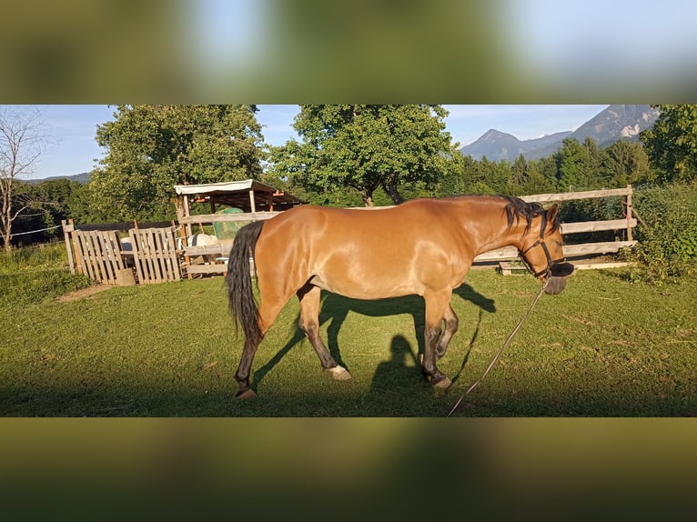 Poni cuarto de milla Mestizo Yegua 7 años 150 cm Castaño claro in St Jakob im Rosental