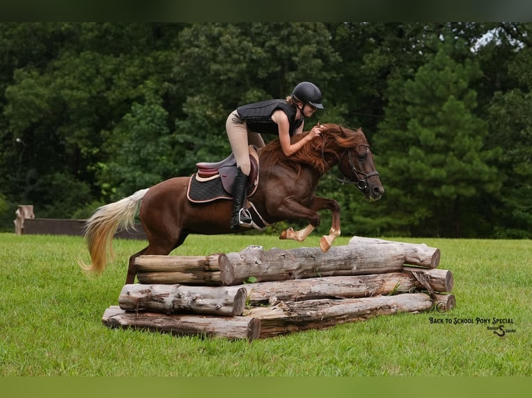 Poni cuarto de milla Yegua 8 años 135 cm Alazán-tostado in Clover