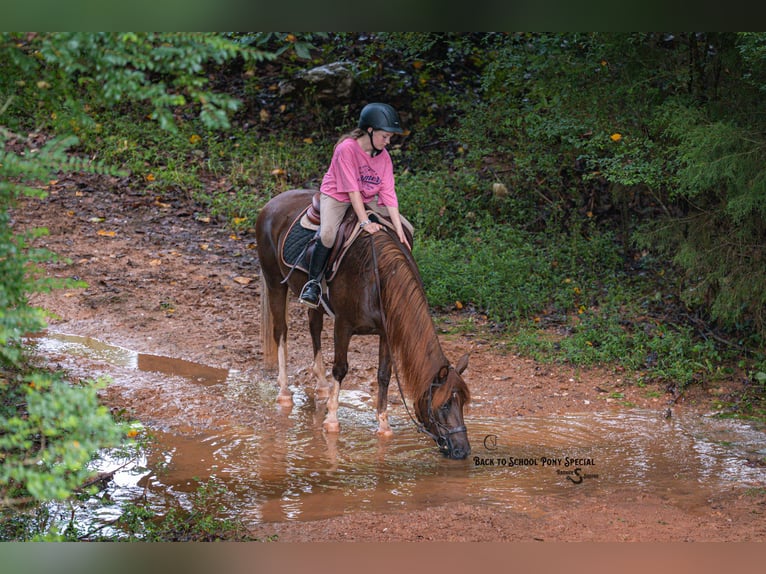 Poni cuarto de milla Yegua 8 años 135 cm Alazán-tostado in Clover