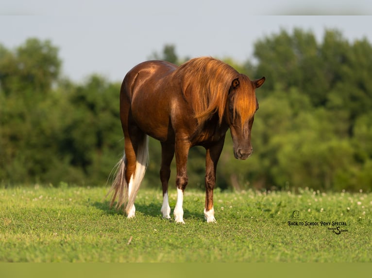 Poni cuarto de milla Yegua 8 años 135 cm Alazán-tostado in Clover