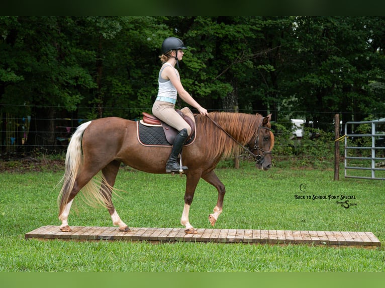 Poni cuarto de milla Yegua 8 años 135 cm Alazán-tostado in Clover