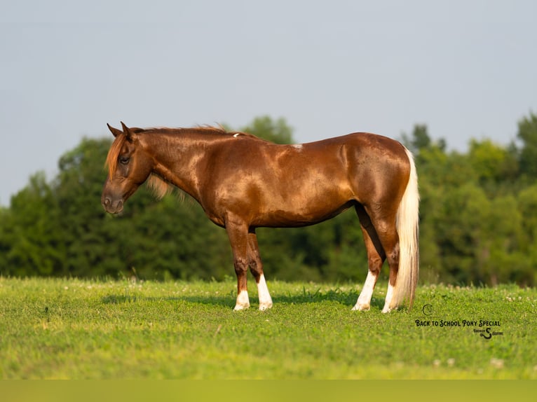 Poni cuarto de milla Yegua 8 años 135 cm Alazán-tostado in Clover