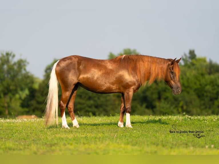 Poni cuarto de milla Yegua 8 años 135 cm Alazán-tostado in Clover