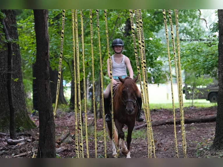 Poni cuarto de milla Yegua 8 años 135 cm Alazán-tostado in Clover