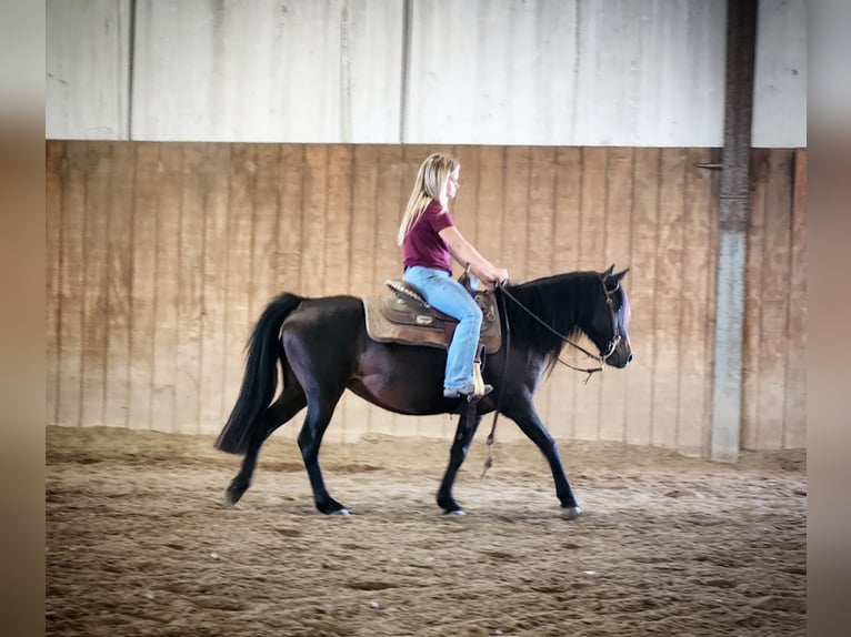 Poni cuarto de milla Mestizo Yegua 8 años 135 cm Castaño oscuro in Grand Island, NE