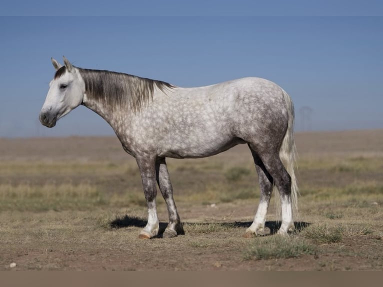 Poni cuarto de milla Yegua 8 años 137 cm Tordo in Canyon, TX