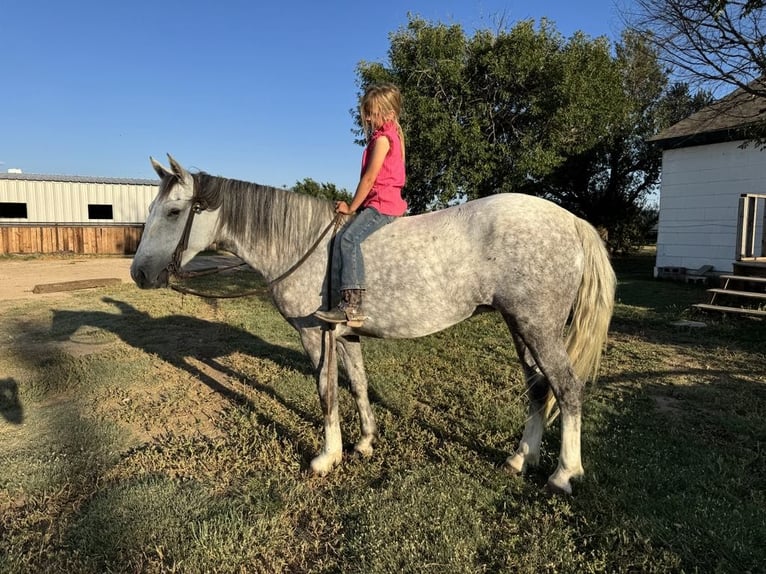 Poni cuarto de milla Yegua 8 años 137 cm Tordo in Canyon, TX