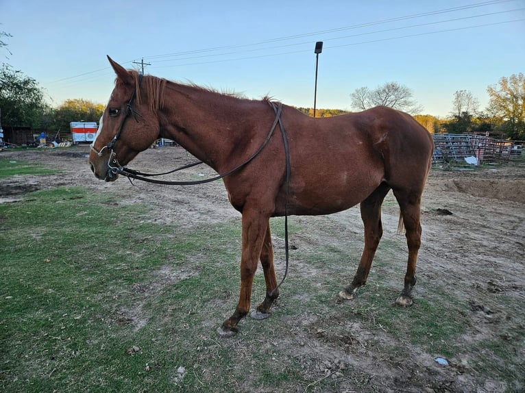 Poni cuarto de milla Mestizo Yegua 8 años 152 cm Castaño in Fort Worth Texas