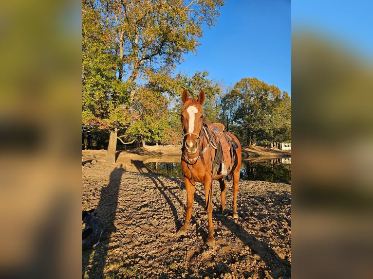 Poni cuarto de milla Mestizo Yegua 8 años 152 cm Castaño in Fort Worth Texas