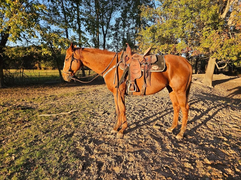 Poni cuarto de milla Mestizo Yegua 8 años 152 cm Castaño in Fort Worth Texas