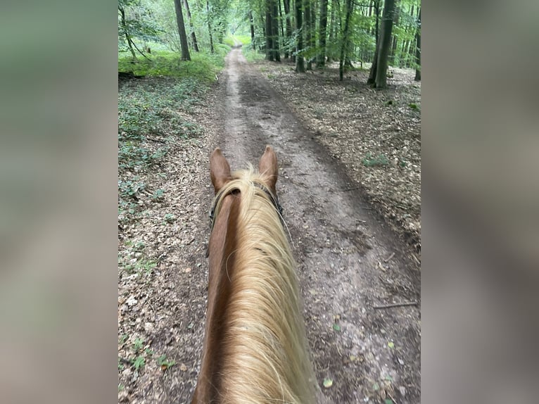 Poni cuarto de milla Mestizo Yegua 9 años 135 cm Palomino in Saarburg