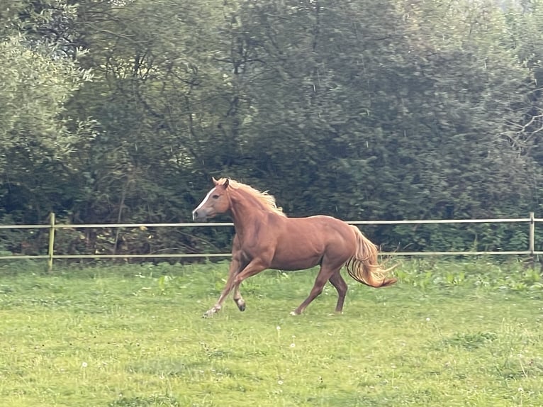 Poni cuarto de milla Mestizo Yegua 9 años 135 cm Palomino in Saarburg