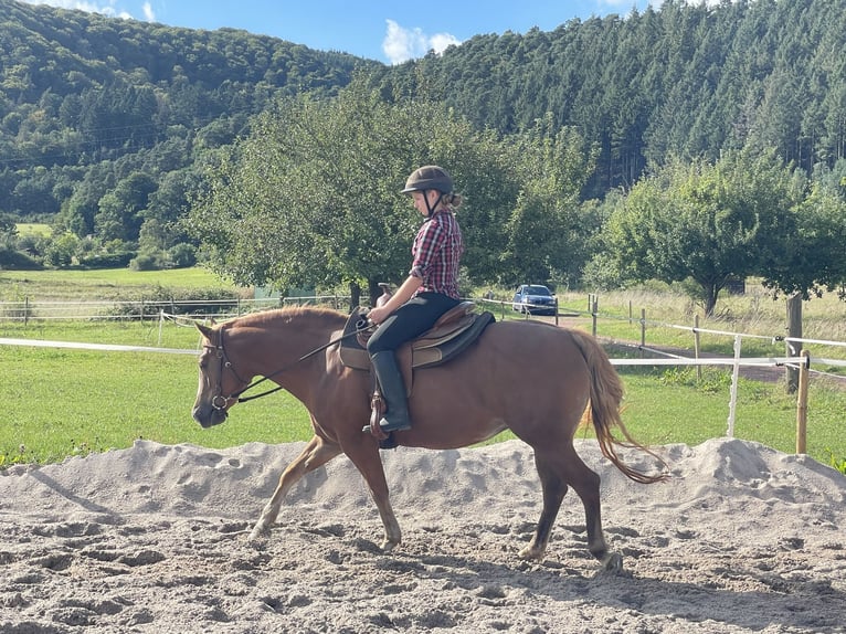 Poni cuarto de milla Mestizo Yegua 9 años 135 cm Palomino in Saarburg