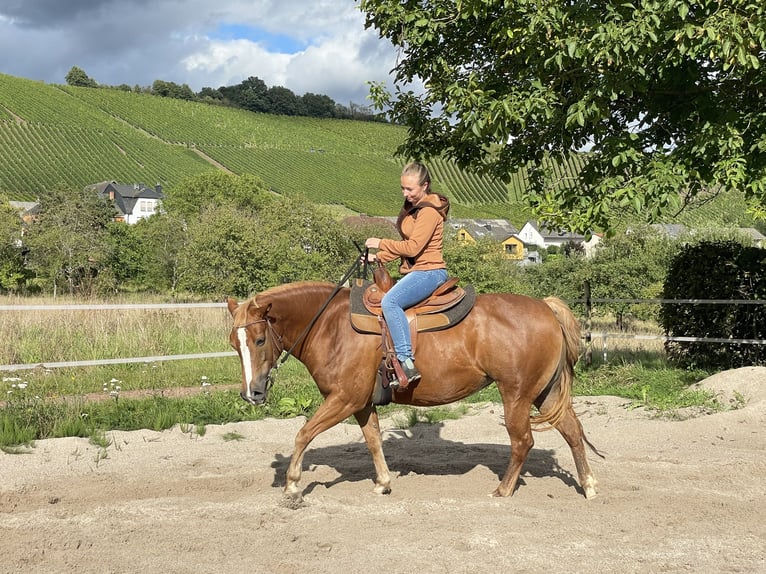 Poni cuarto de milla Mestizo Yegua 9 años 135 cm Palomino in Saarburg