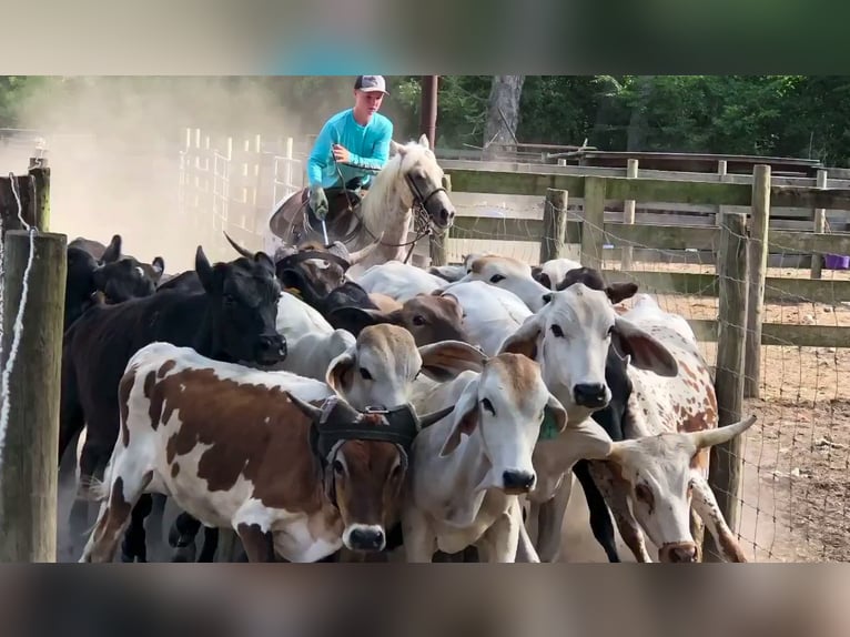 Poni cuarto de milla Yegua 9 años 137 cm in Weatherford, TX