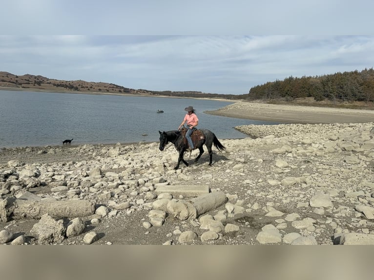 Poni cuarto de milla Yegua 9 años 142 cm Ruano azulado in Corsica