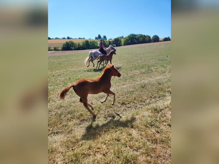 Poni cuarto de milla Yegua Potro (05/2026) 147 cm Alazán in Hundsbach