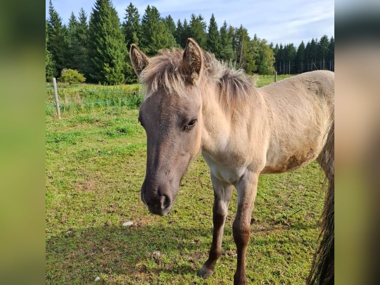 Poni cuarto de milla Mestizo Yegua Potro (04/2025) 150 cm in Bernbeuren Poni cuarto de milla Mestizo Yegua Potro (04/2025) 150 cm in Bernbeuren