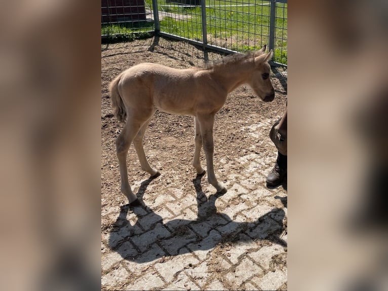 Poni cuarto de milla Mestizo Yegua Potro (04/2025) 150 cm in Bernbeuren Poni cuarto de milla Mestizo Yegua Potro (04/2025) 150 cm in Bernbeuren