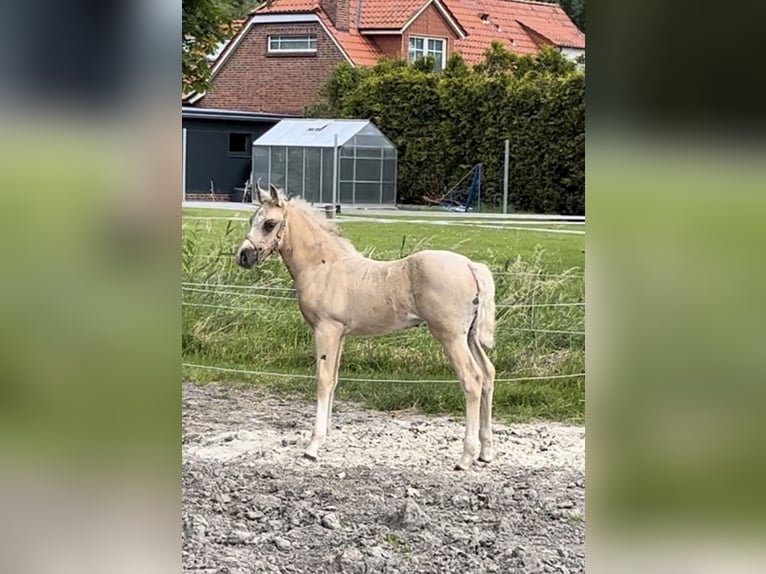 Poni cuarto de milla Yegua Potro (05/2024) 153 cm Palomino in Leybuchtpolder