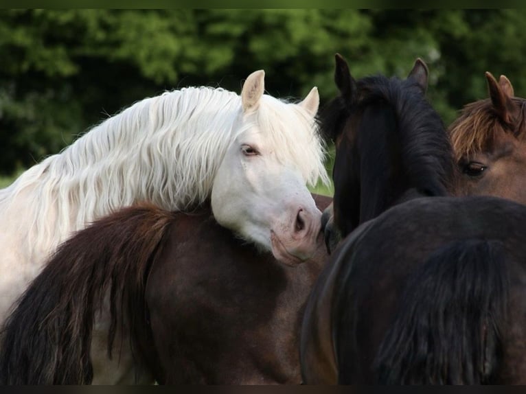 Poni cuarto de milla Yegua Potro (05/2024) 153 cm Palomino in Leybuchtpolder