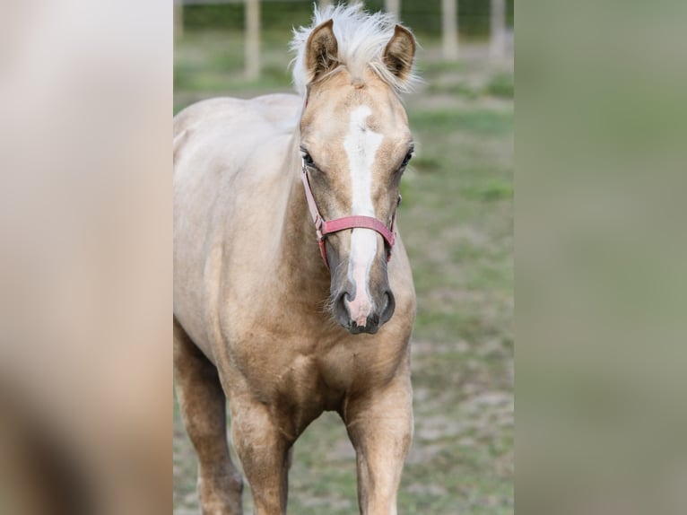 Poni cuarto de milla Yegua Potro (05/2024) 153 cm Palomino in Leybuchtpolder